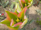 DSCN0973