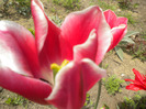 DSCN0974