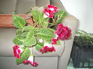 gloxinia