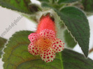 Kohleria Yf´s Elenore 5