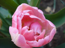 Tulipa Upstar (2011, April 29)