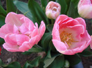 Tulipa Upstar (2011, April 29)