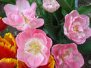 Tulipa Upstar (2011, April 29)