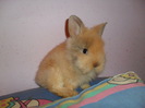 fetita