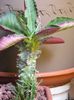 Monadenium spectabile
