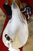 Kate+Middleton+Royal+Wedding+2+js6kzz4-waDl