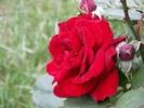 31444316_OHSVOXJKA