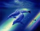 Wallpaper-OceanDolphinsoftheRainbow