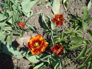 DSC00833
