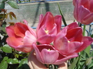 DSC00910