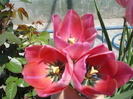 DSC00911