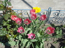 DSC00914