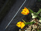 DSC00943