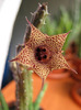 Huernia volkartii v. repens (7)