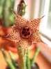 Huernia volkartii v. repens (6)