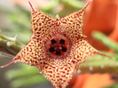 Huernia volkartii v. repens (10)