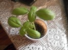 SAM_1052