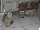 TREI pisici cu CINCI ochi