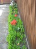 DSCN5087