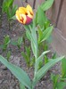DSCN5088