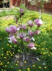 DSCN5090