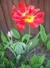 DSCN5092