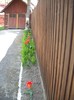 DSCN5086