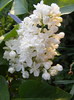 DSCF6493