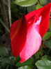 DSCF6479