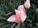 DSCF6483