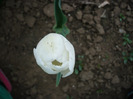 P1060720