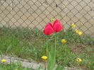 Picture 050