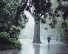 prague_guard_rain