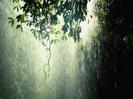 Rain_Forest_Tropic