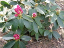 Rhodo