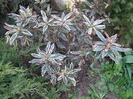 Rhodo variegat