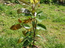 Photinia