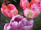 Tulips Parrot (2011, April 29)