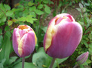 Tulipa Atlantis (2011, April 28)