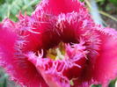 Tulipa Barbados (2011, April 29)