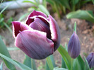 Tulipa Jackpot (2011, April 29)