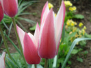 Tulipa Peppermint Stick (2011, April 28)