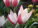 Tulipa Peppermint Stick (2011, April 29)