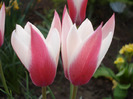 Tulipa Peppermint Stick (2011, April 29)