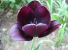 Tulipa Queen of Night (2011, April 29)
