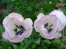Tulipa Shirley (2011, April 29)
