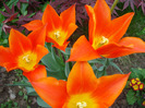 Tulipa Synaeda Orange (2011, April 29)