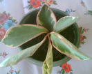 Picture 013