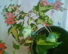 Picture 018