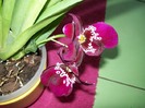 orhidee 069